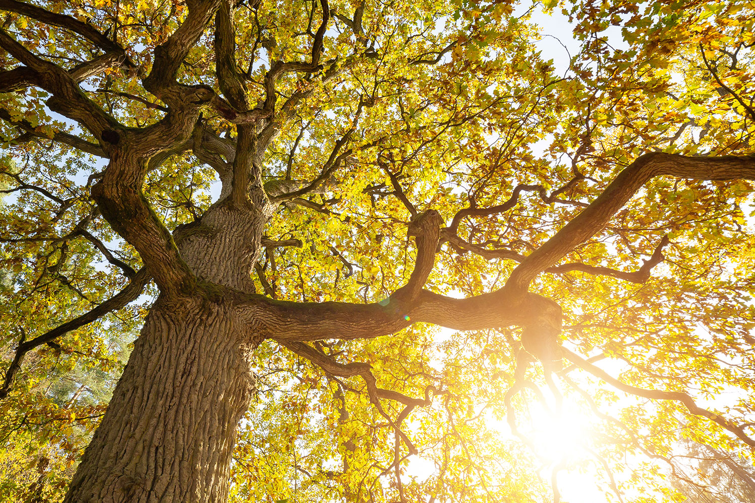 Eleição da Árvore Portuguesa do Ano 2026 até 7 de janeiro