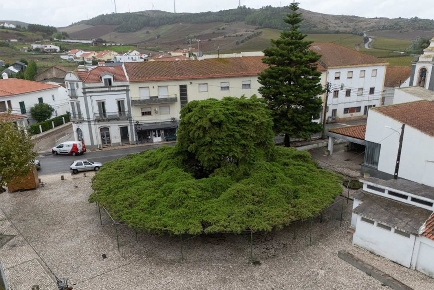 Árvore do Ano 2026 é um cedro-do-Buçaco em Runa