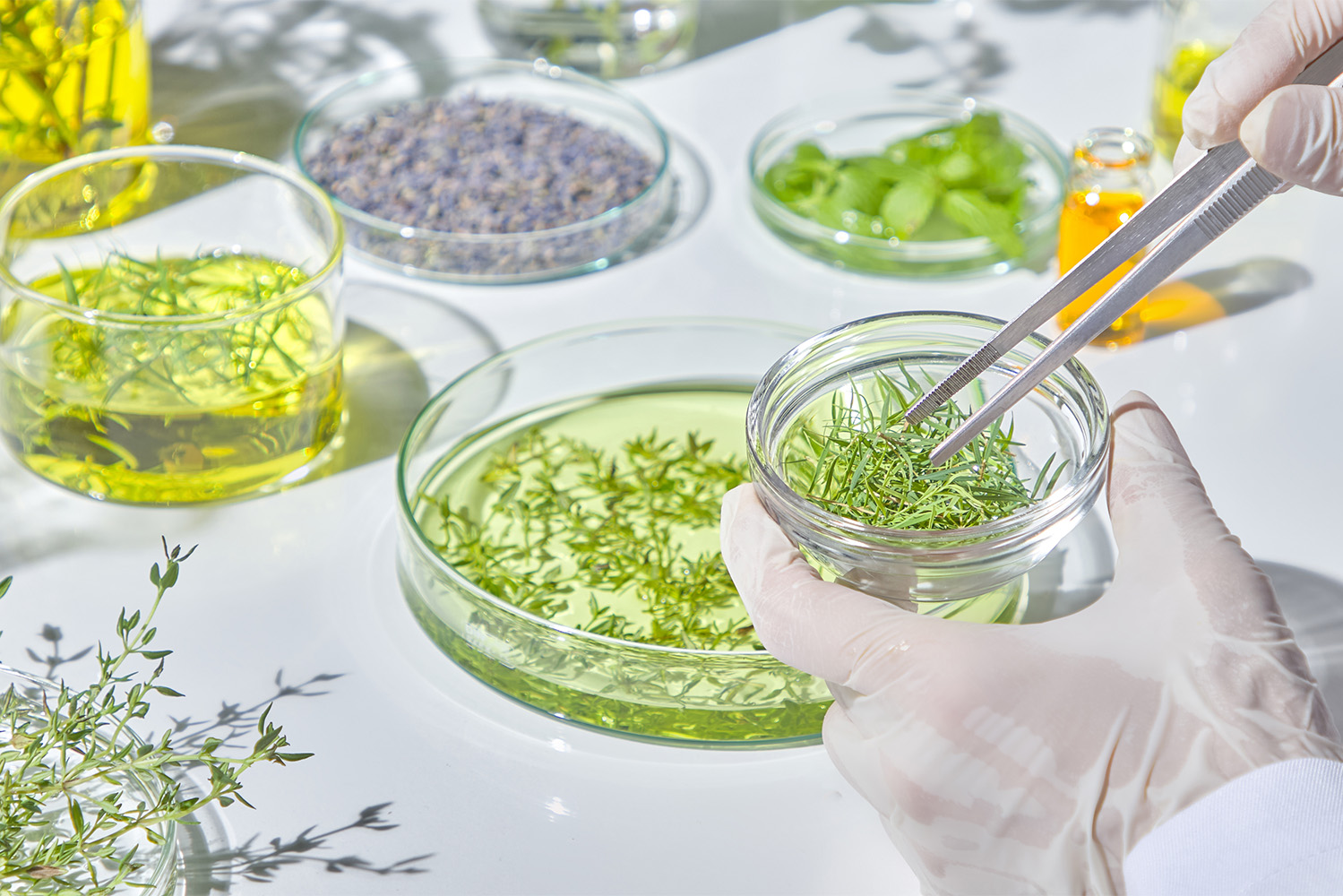 Metabolitos secundários das plantas atuam na defesa e proteção