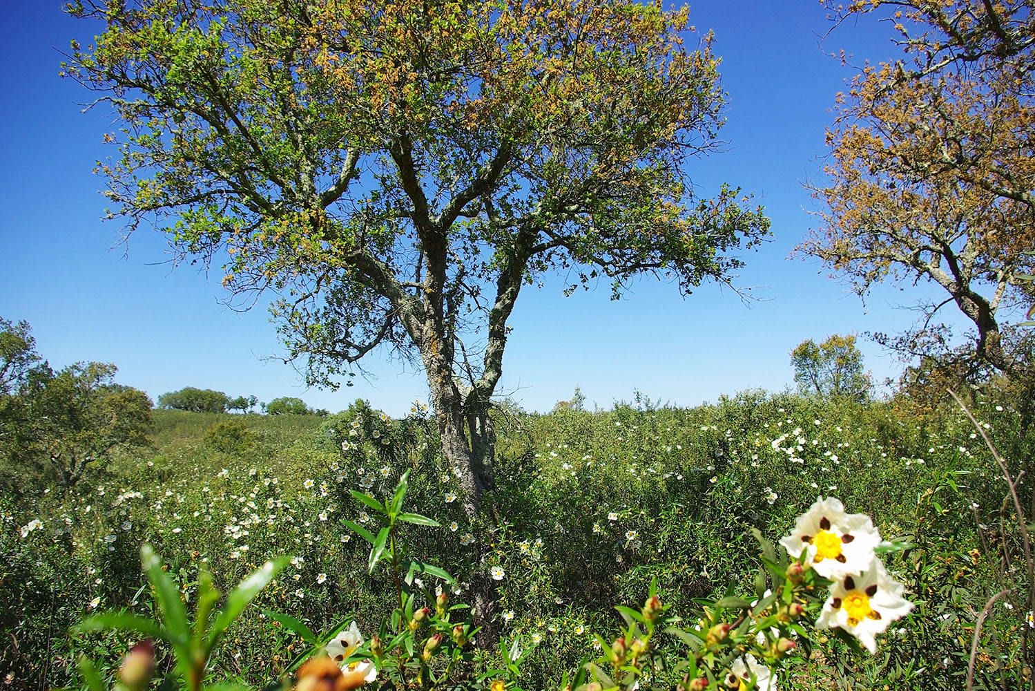 Interior_3_um seguro para o funcionamento dos ecossistemas