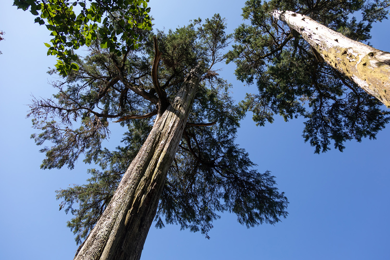 Cedros-do-Buçaco na Mata do Bussaco