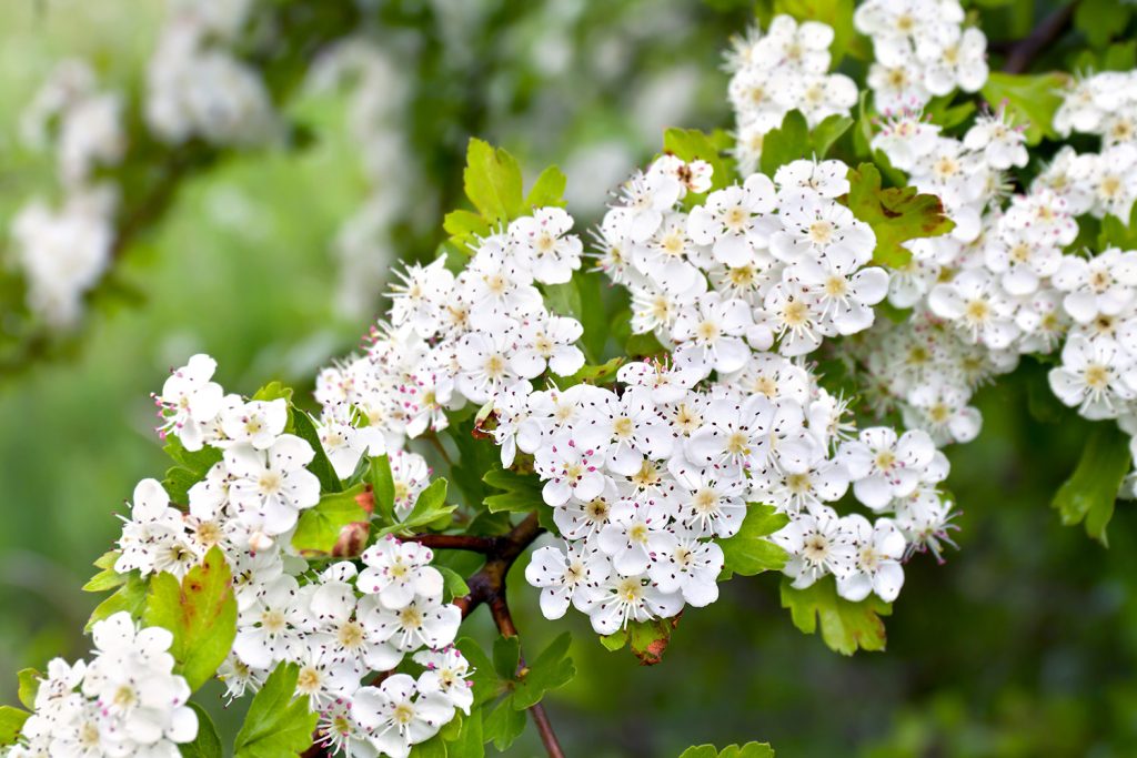 Propriedades medicinais do pilriteiro e seus riscos