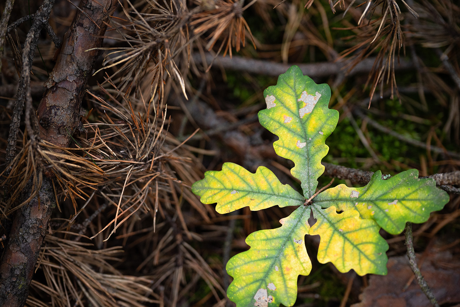 Interior_5_um seguro para o funcionamento dos ecossistemas