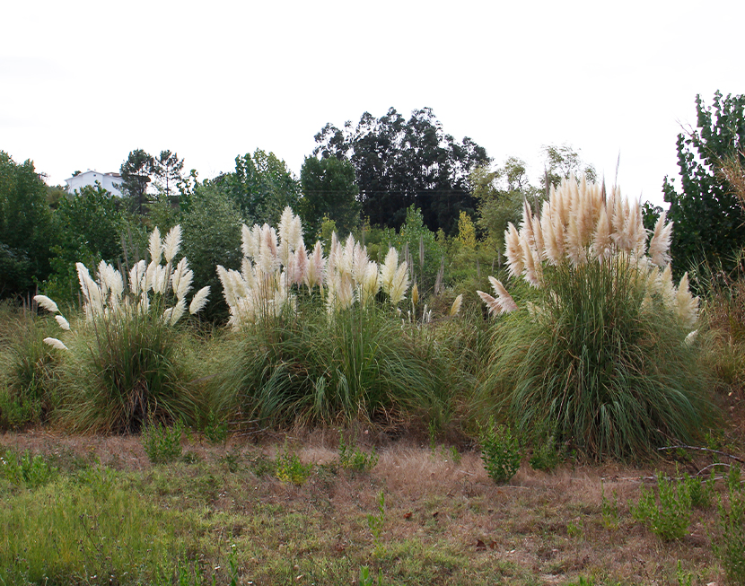 Travar a erva-das-pampas, que está a invadir Portugal