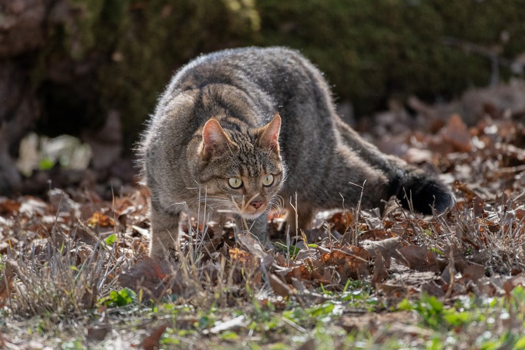 Gato-bravo: uma espécie “Em Perigo” e ainda sem proteção Gato-bravo: uma espécie “Em Perigo” e ainda sem proteção