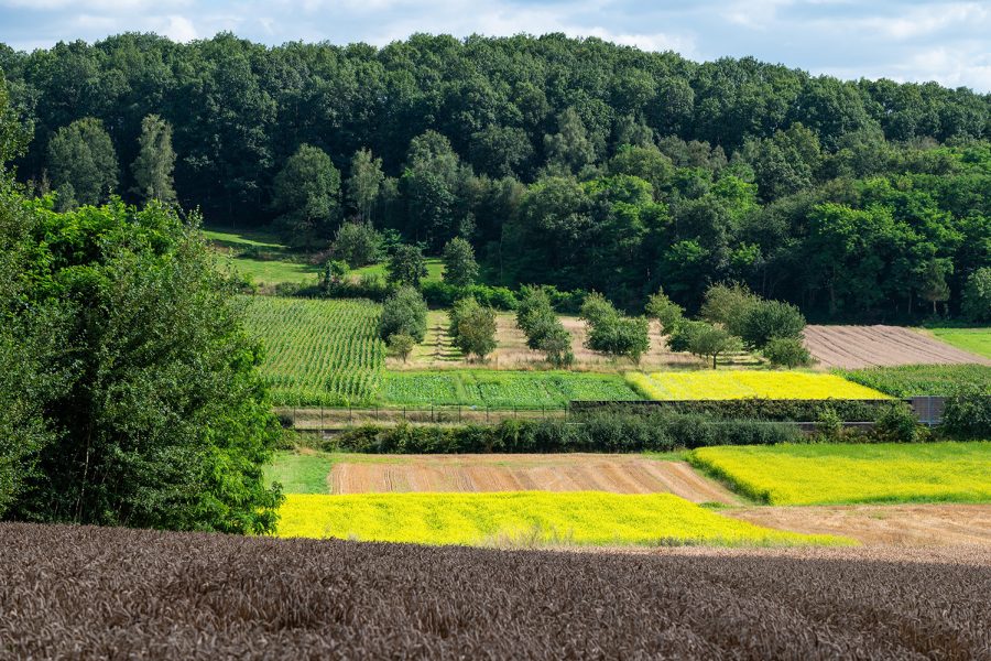 A região da Valónia é que tem maior área florestal na Bélgica
