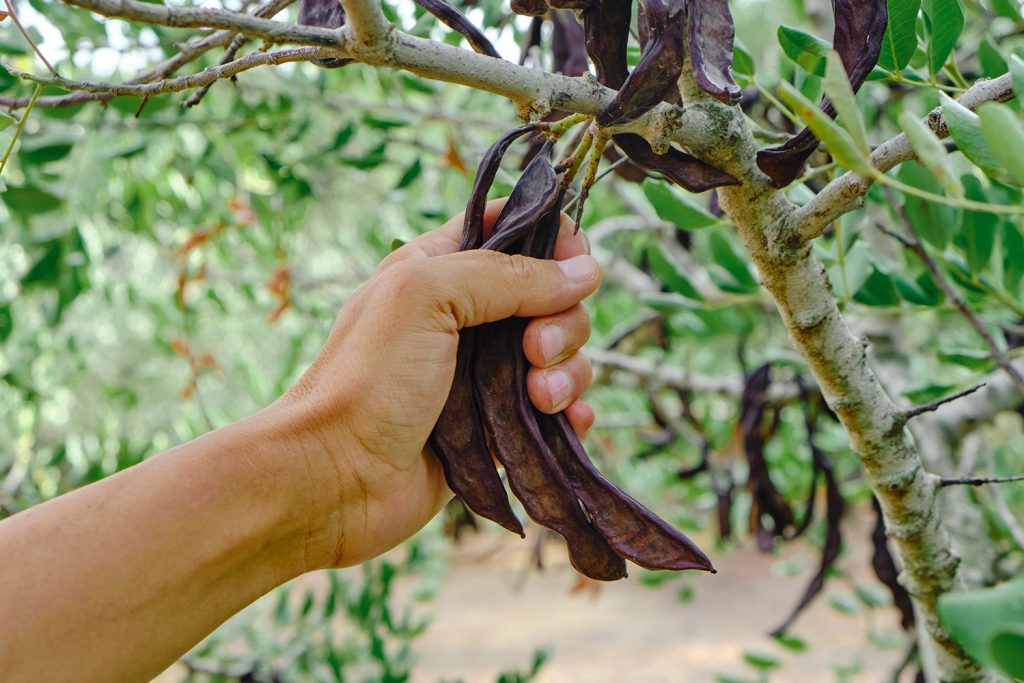 Exóticas introduzidas ao longo da história da floresta em Portugal
