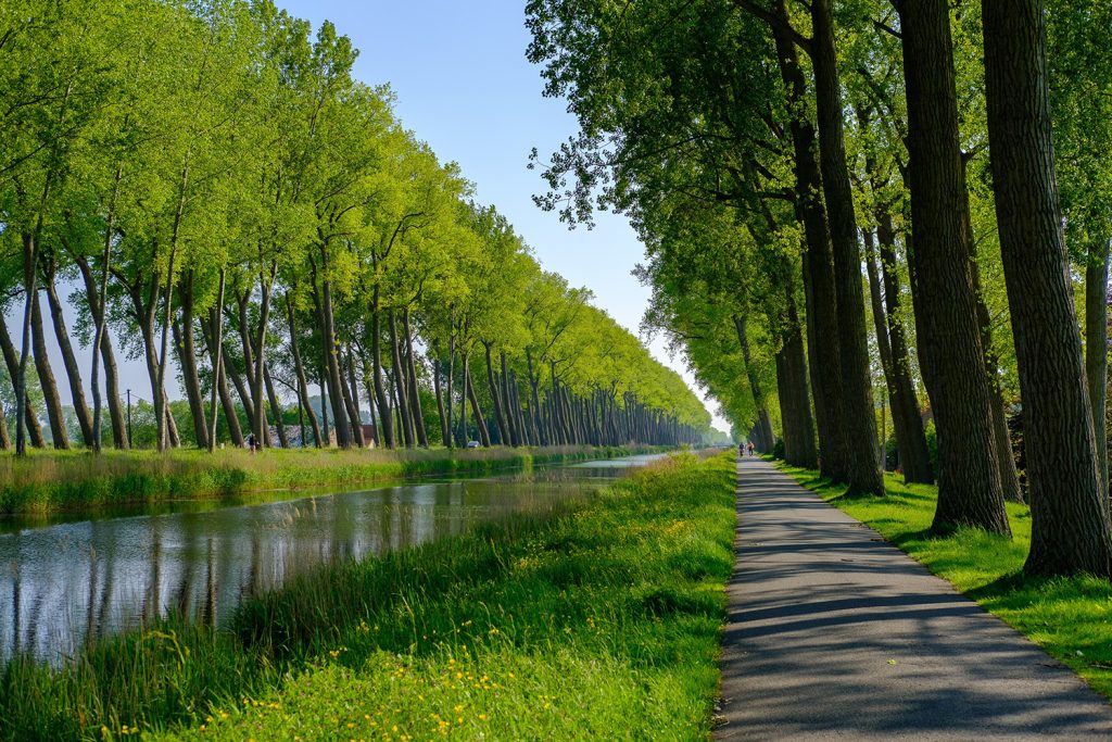 Floresta na região belga da Flandres