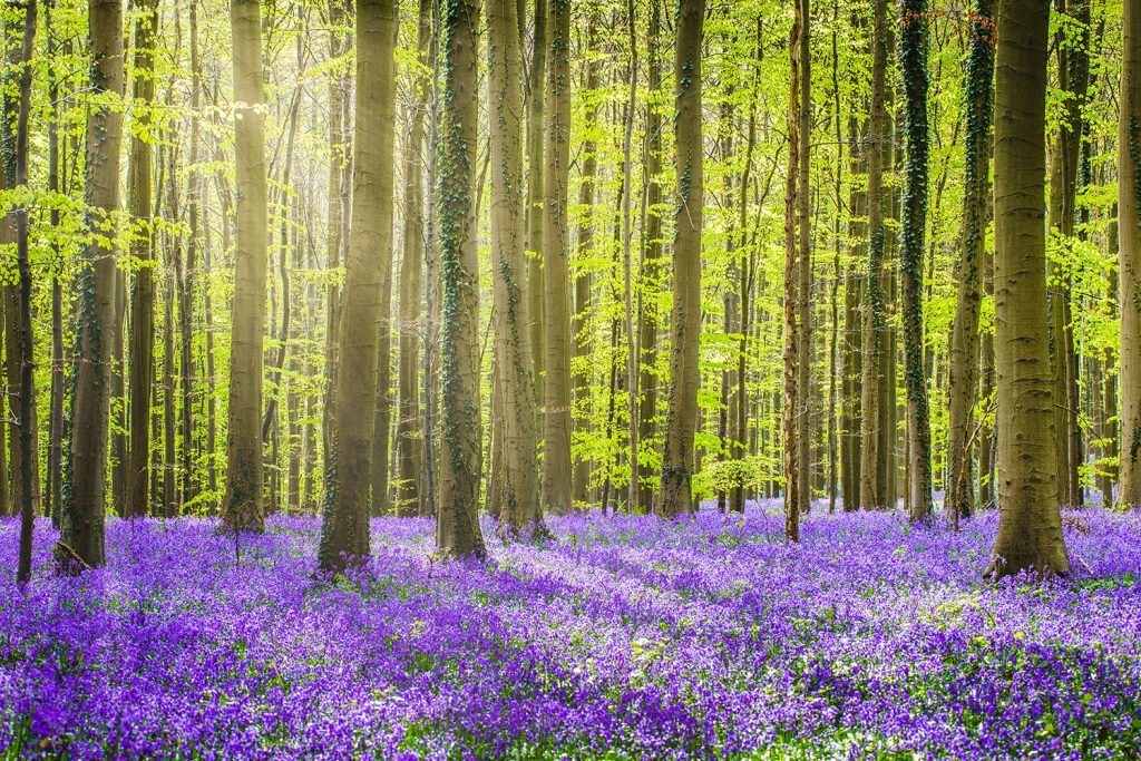 Floresta de Sonian abrange parte da região de Bruxelas, Bélgica