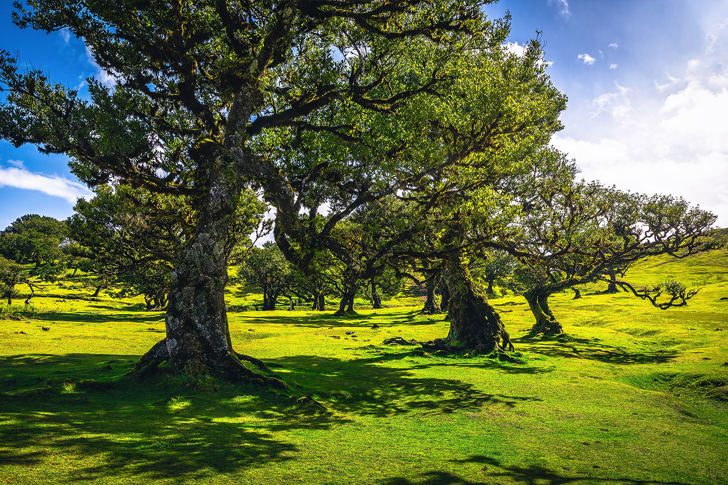 Floresta da Madeira cobre 48% da região, revela novo Inventário