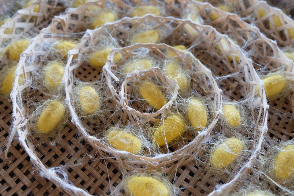 Amoras e seda: as principais fontes de valorização da amoreira