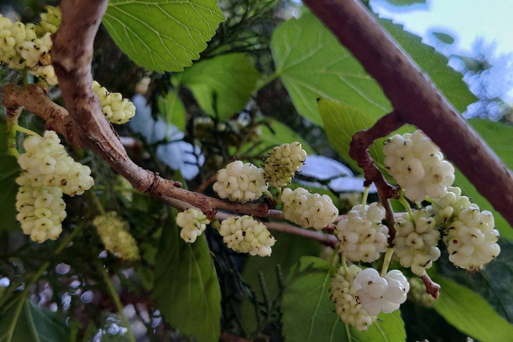 Frutos da Morus-alba