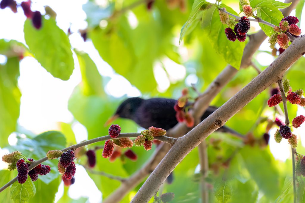 Amoras e seda: as principais fontes de valorização da amoreira