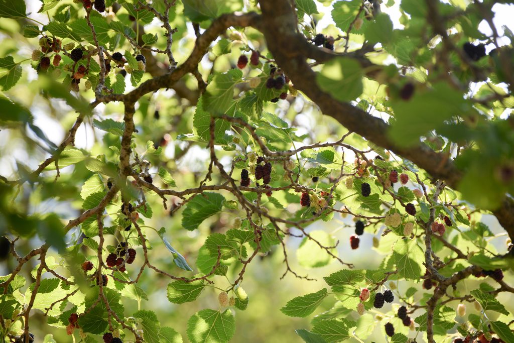 Amoreira-negra: uma das espécies Morus cultivada Portugal