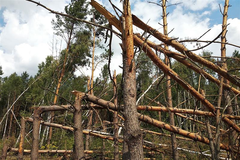 A urgência de criar parques públicos de madeiras A urgência de criar parques públicos de madeiras