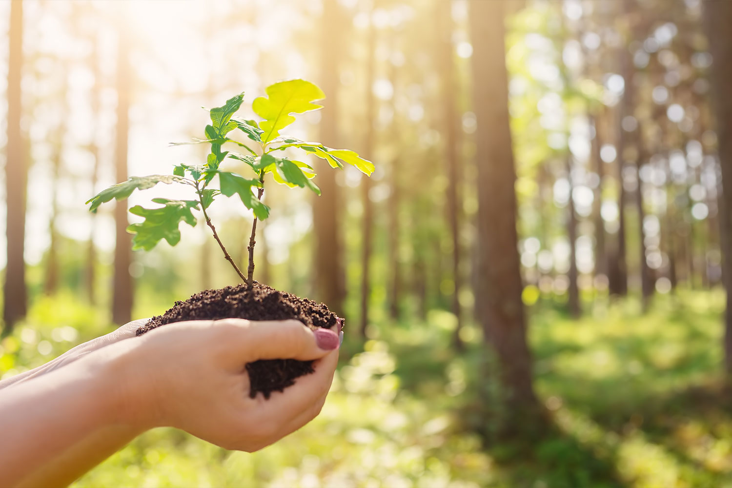 Dia Internacional das Florestas 2026 celebrado por todo o país