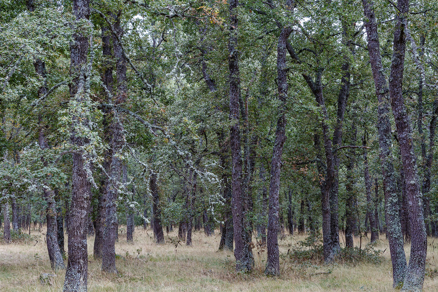 Alterações climáticas mudam dinâmica dos carvalhos ibéricos