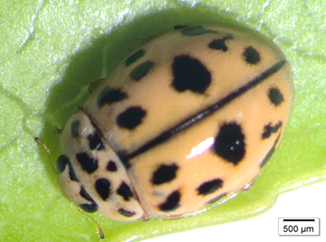 Coccinelídeos (Joaninhas)