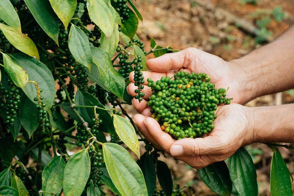 Género piper na origem das pimentas mais valorizadas