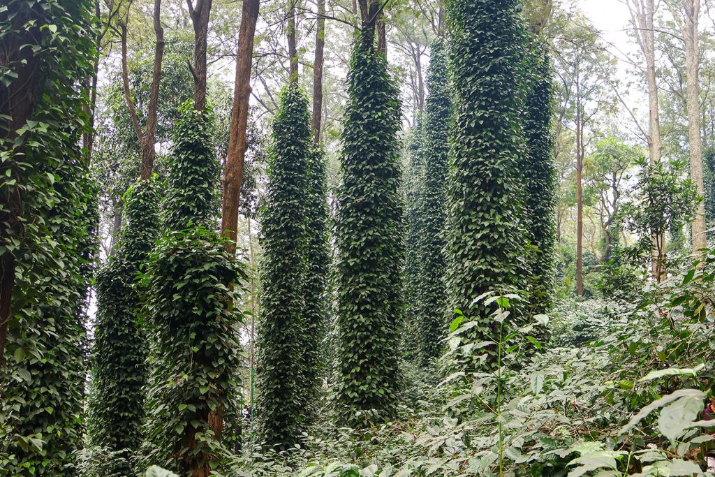 A trepadeira da pimenta "verdadeira"