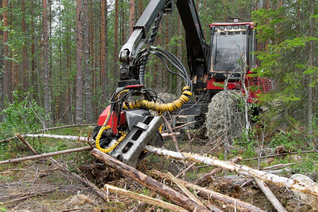 Parques de biomassa apoiam limpeza da floresta