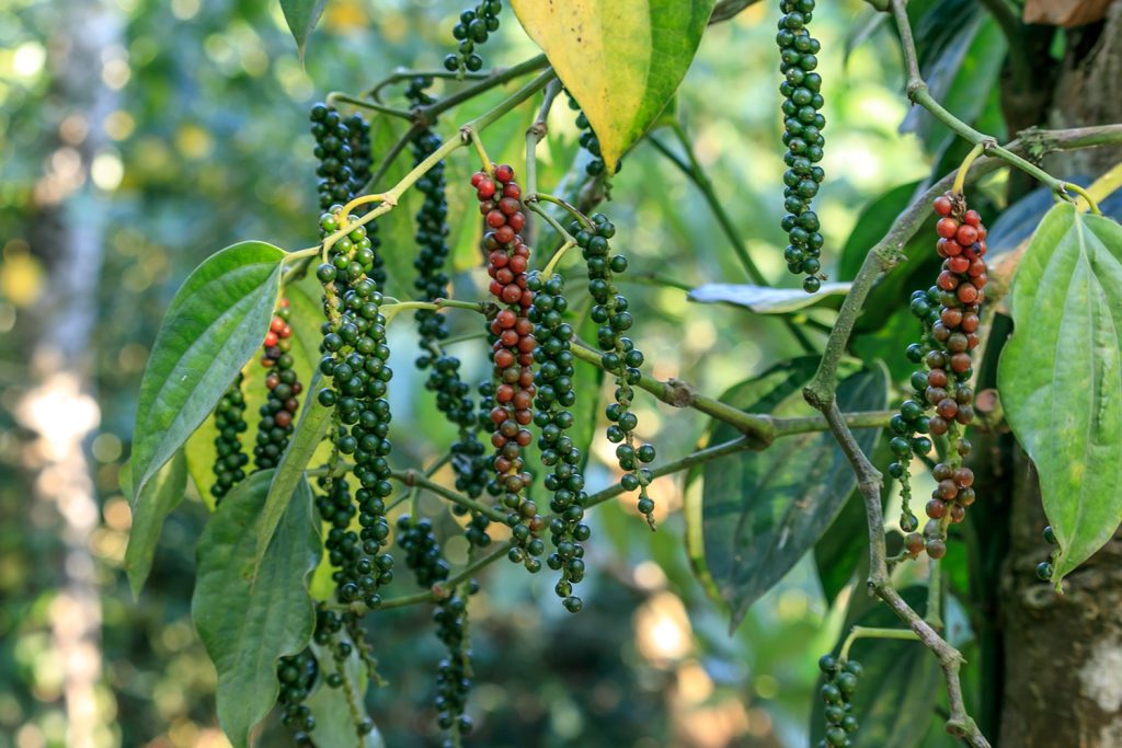 As trepadeiras e árvores da pimenta (Piper)