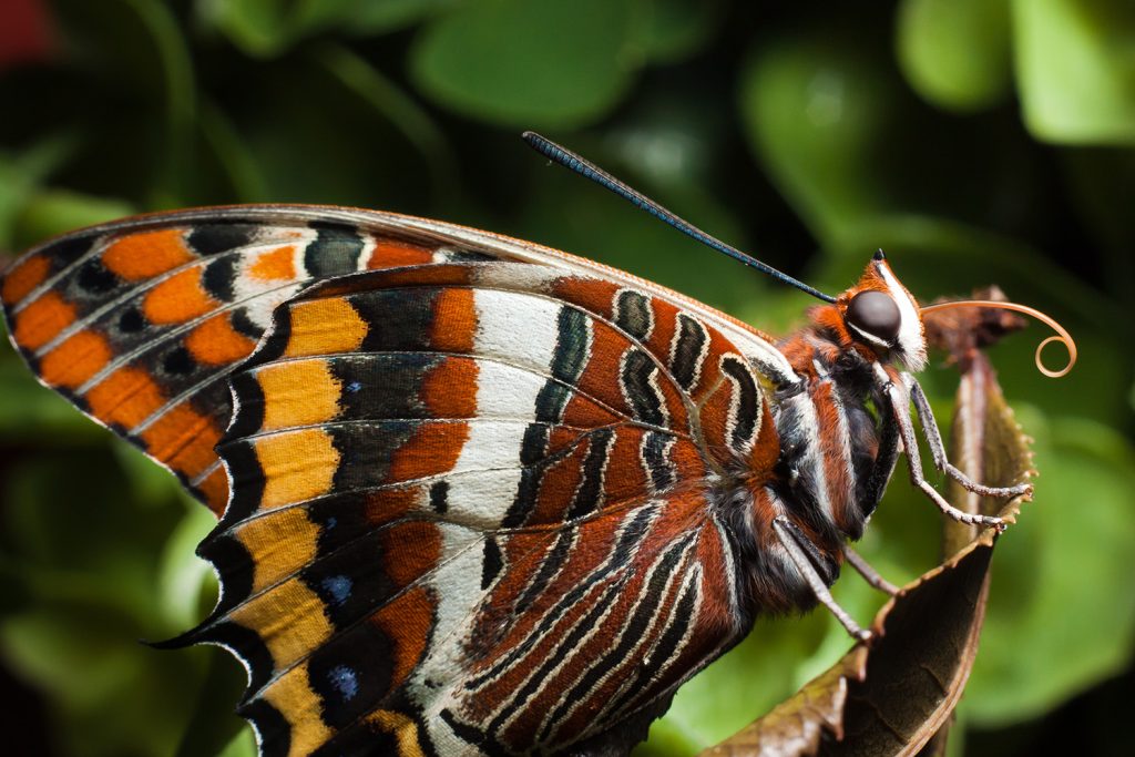 borboleta-do-medronheiro é um dos insetos obreiros dos serviços dos ecossistemas
