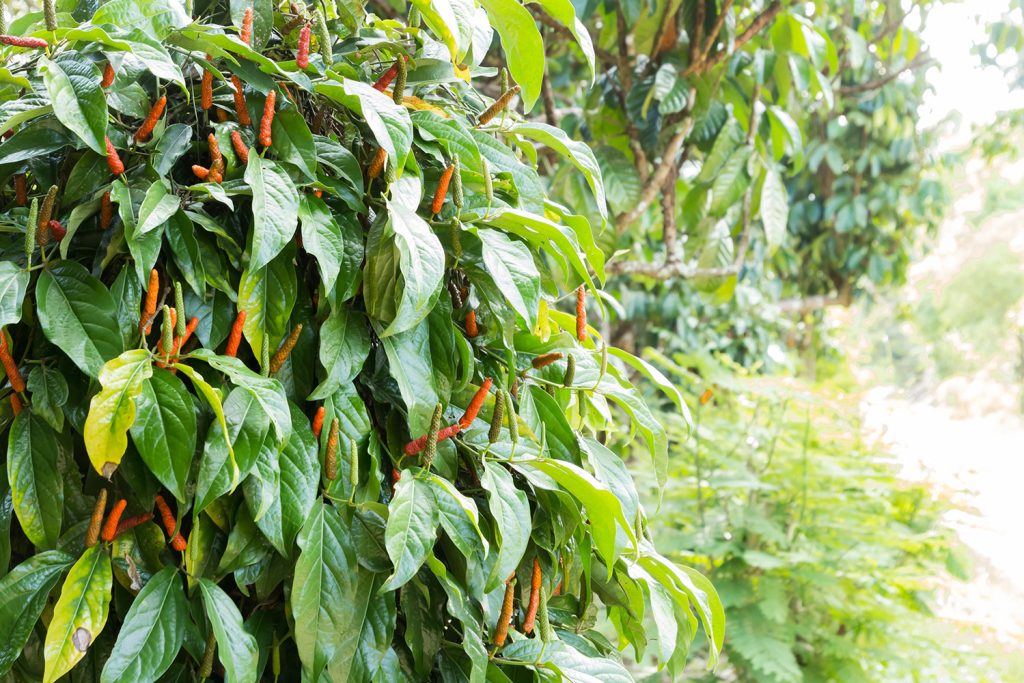 As árvores da pimenta - piper longum
