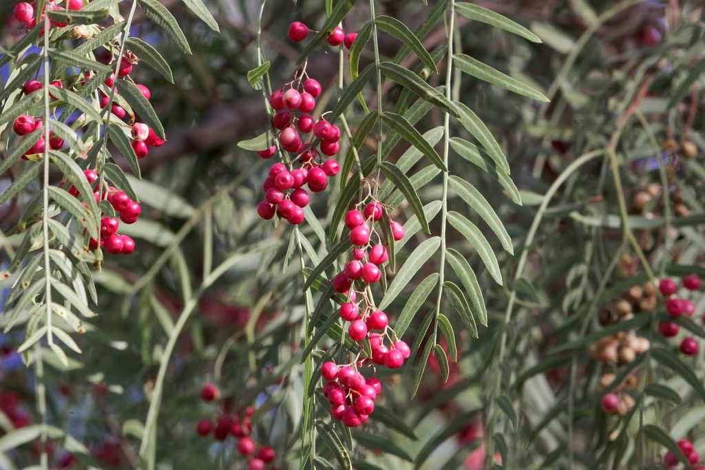 Pimenteira-bastarda: uma "falsa" árvore da pimenta