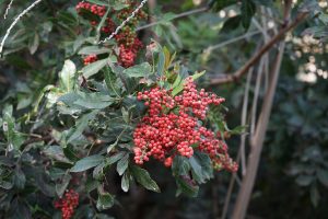 Árvores da pimenta rosa: espécies Schinus