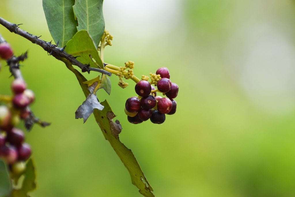 As árvores da pimenta da Jamaica