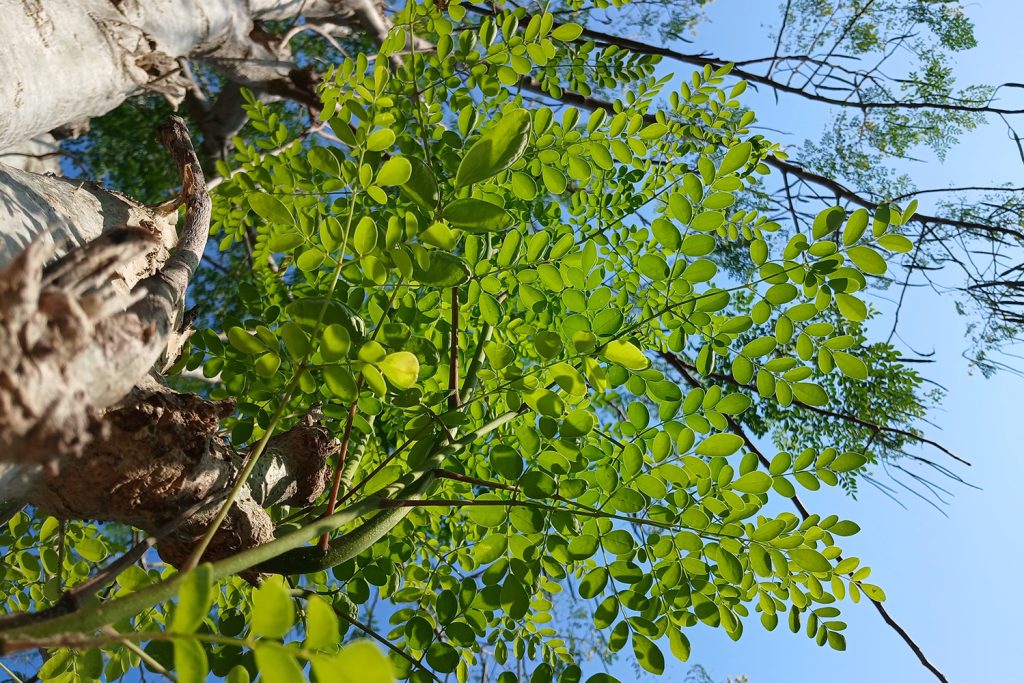 A apimentada Moringa oleifera
