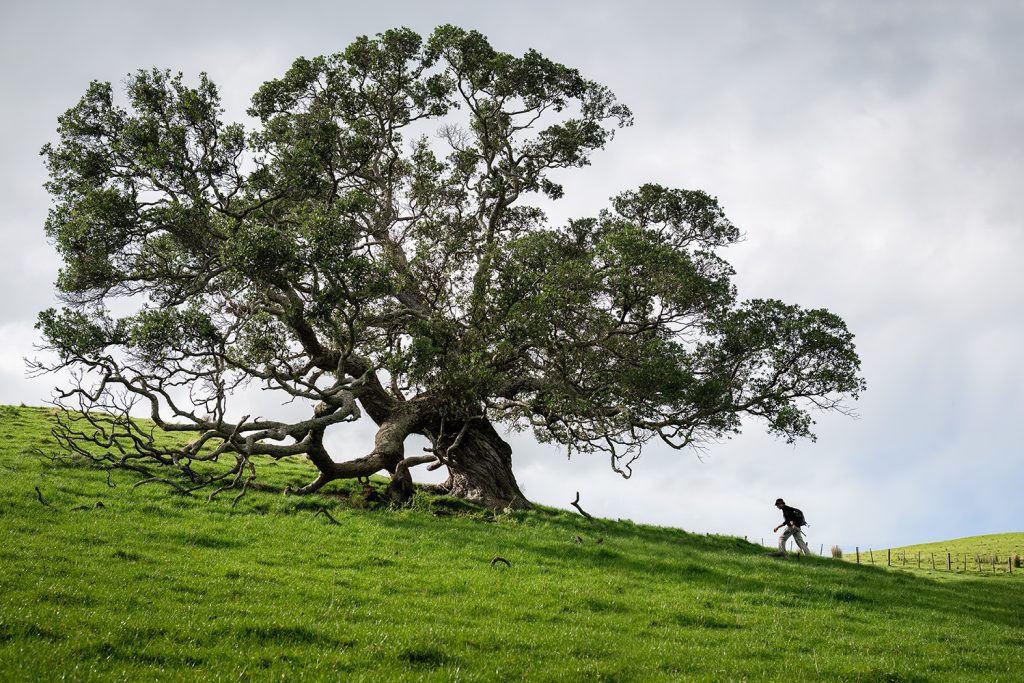 A madeira moldou as grandes transformações humanas A madeira moldou as grandes transformações humanas