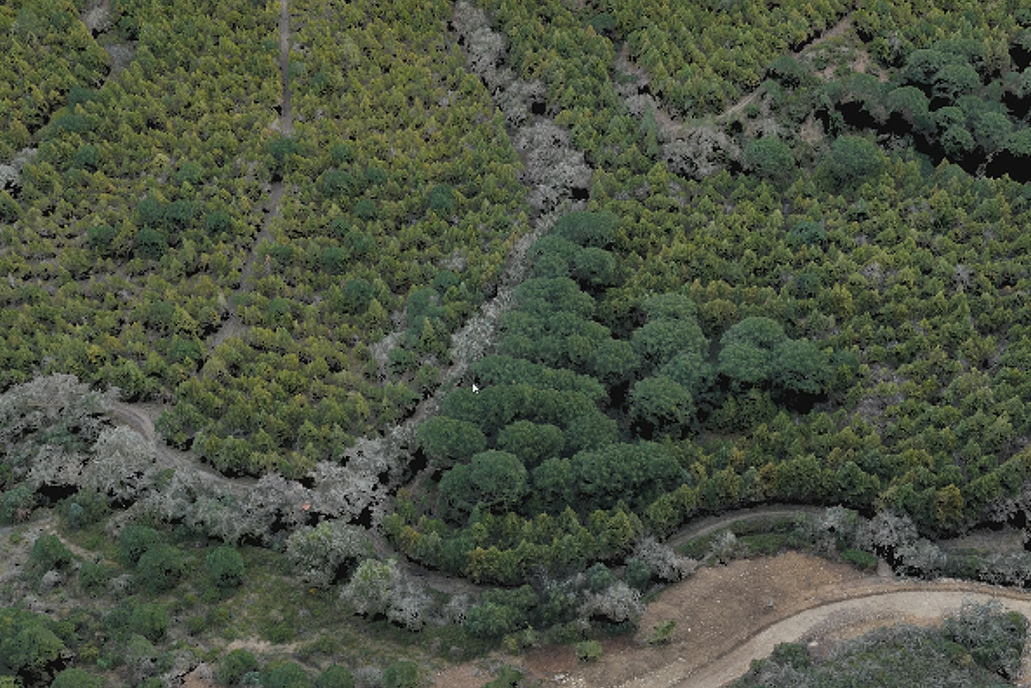 “A tecnologia LiDAR altera radicalmente a forma como vemos a floresta. Ao contrário de outras metodologias convencionais, como o inventário florestal por amostragem ou a fotogrametria por imagem, o sensor LiDAR aéreo emite um feixe laser que penetra nos espaços entre a folhagem e atinge o solo. O feixe é depois devolvido ao sensor, que regista a distância dos objetos. São estas medições que permitem mapear a estrutura do coberto florestal ou arbustivo e obter uma imagem detalhada e completa da sua arquitetura”, explica o especialista.