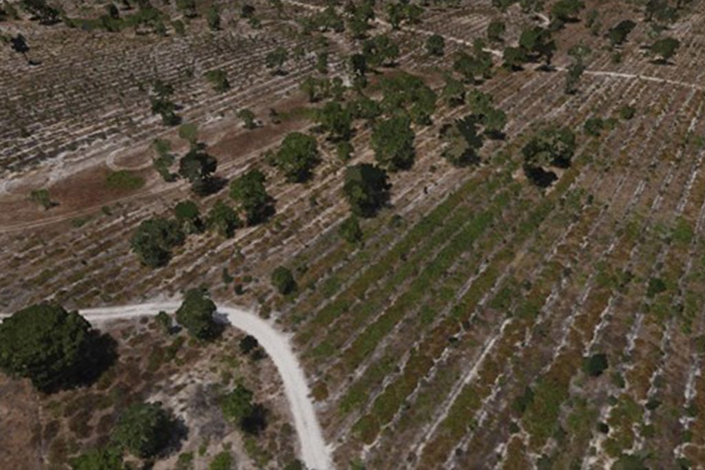 Floresta portuguesa mapeada por LiDAR- exemplo de nuvens de pontos