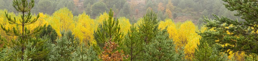 O que se significa resiliência da paisagem ou resiliência da floresta?