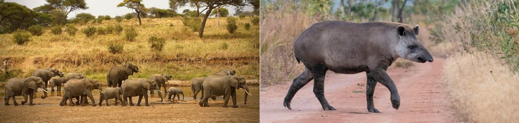 Como surgiu e evoluiu o conceito de bioma?