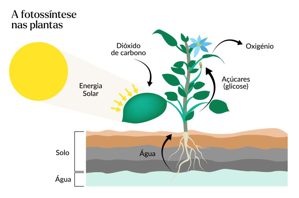 A fotossíntese nas plantas