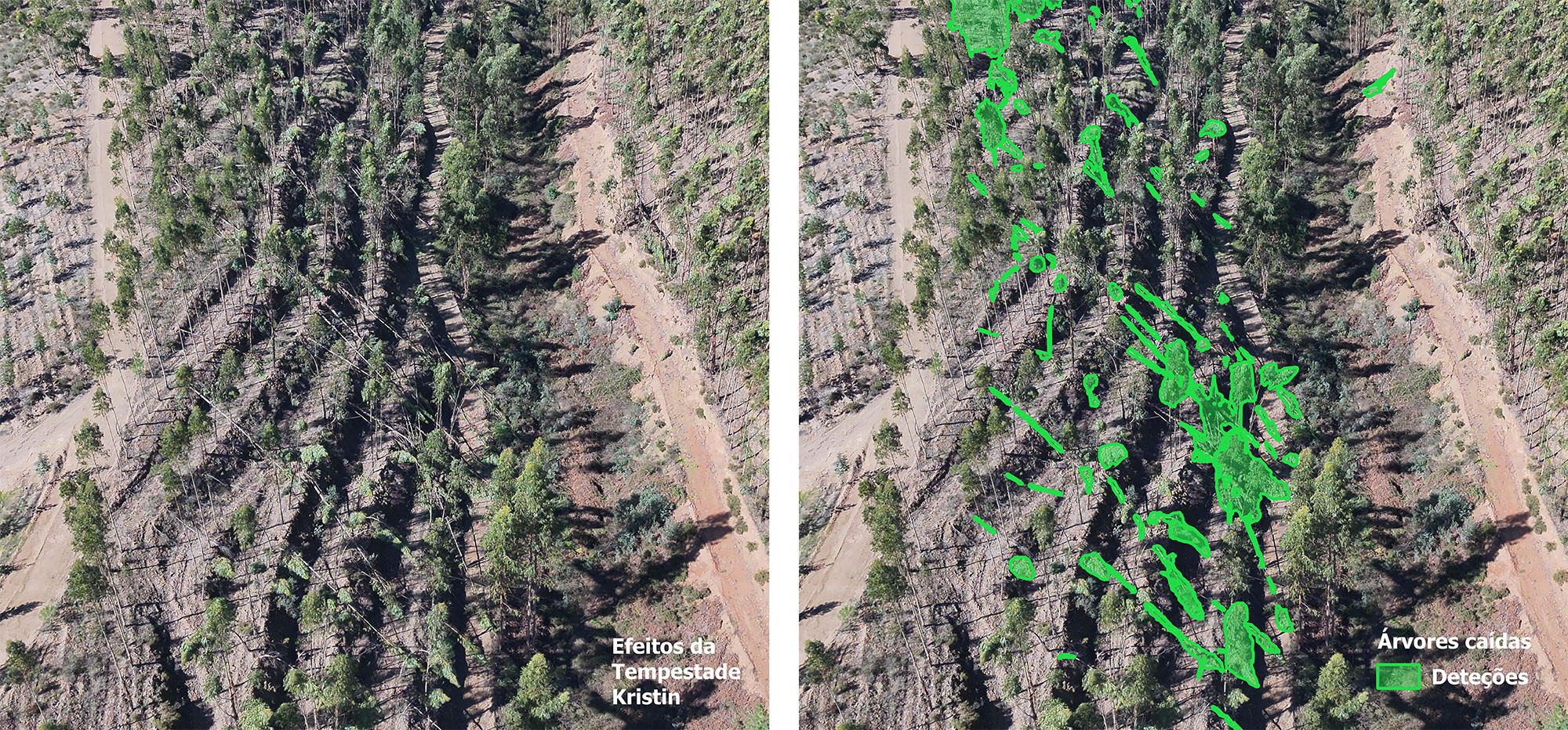 Aplicação da IA na gestão florestal para identificar árvores caídas