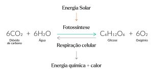 Fórmula simplificada da fotossíntese