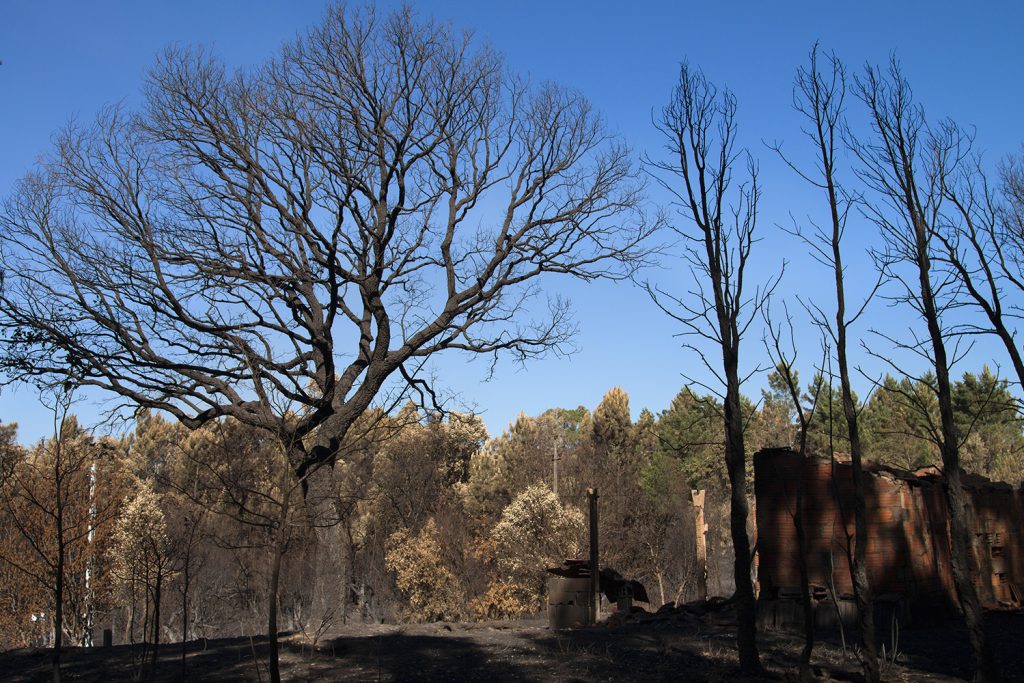 Greenpeace analisa 80 anos de incêndios em Portugal e apela à mudança