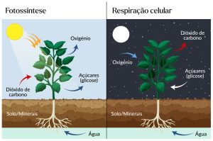 fotossíntese e respiracao celular complementam-se