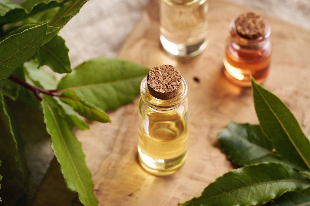 Árvores medicinais têm longo uso tradicional