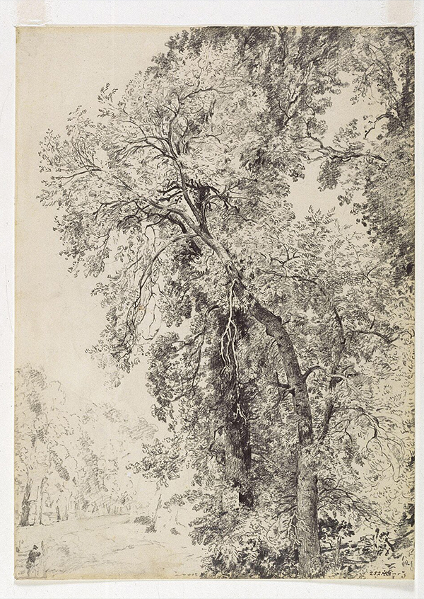 O pintor John Constable e o seu "Estudo dos freixos"