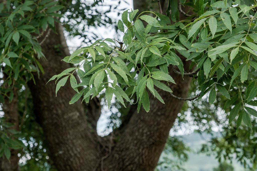 As folhas do freixo (Fraxinus Angustifolia)