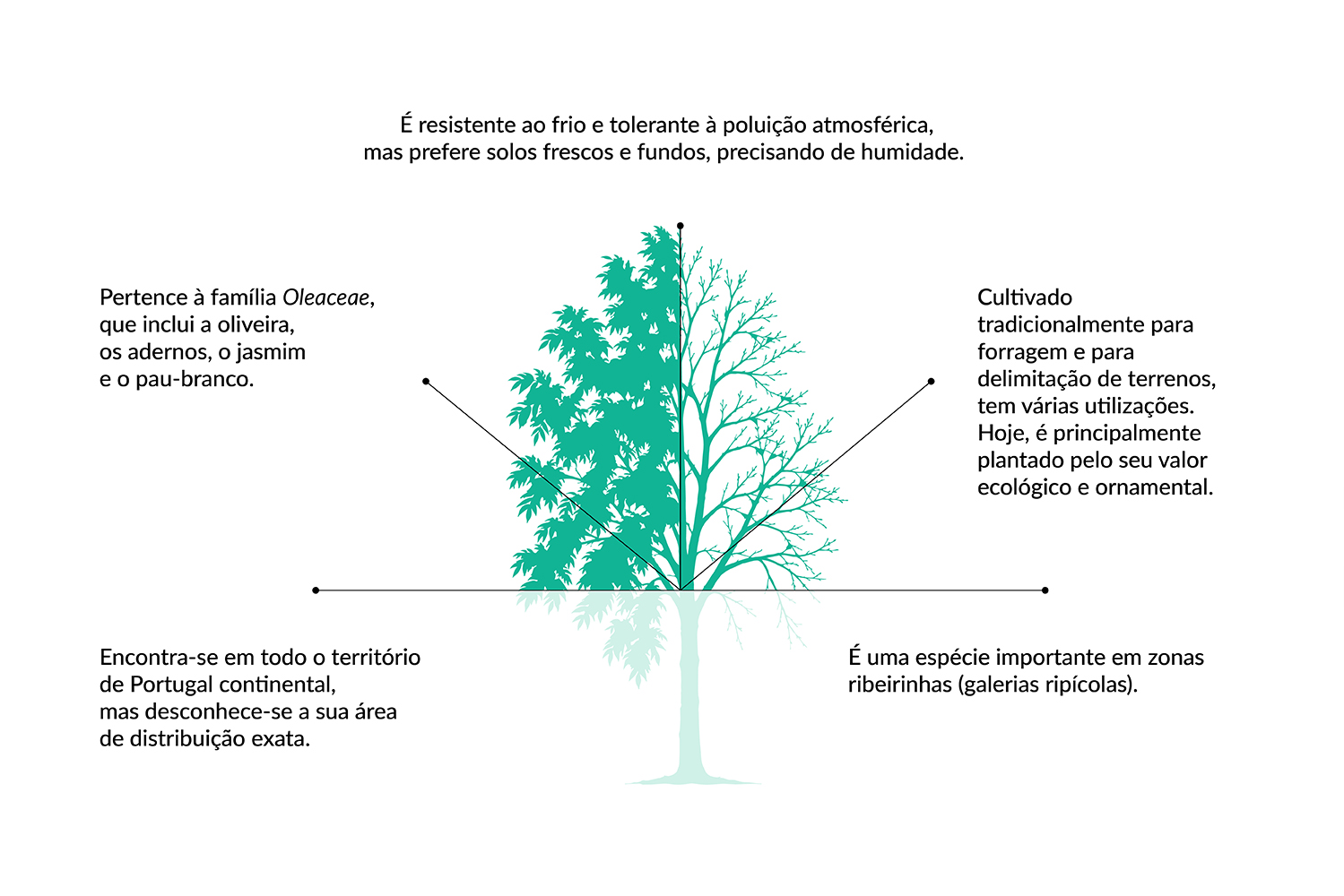 A reter sobre o freixo (Fraxinus angustifolia)
