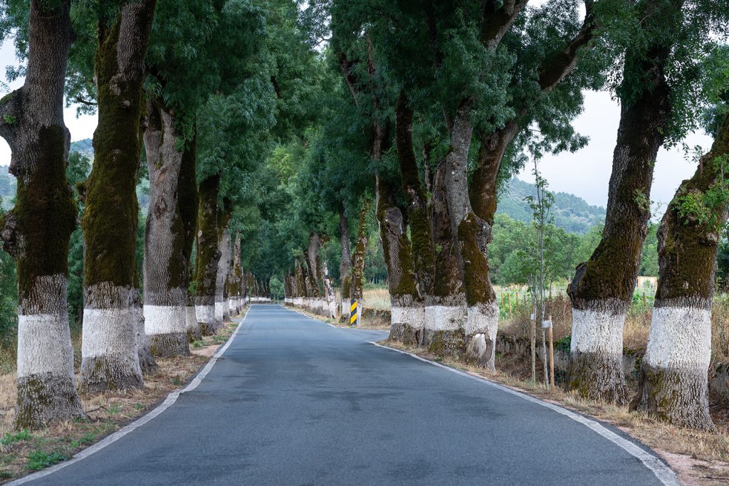 Uma das mais belas alamedas de freixos, perto de Marvão, no Alentejo