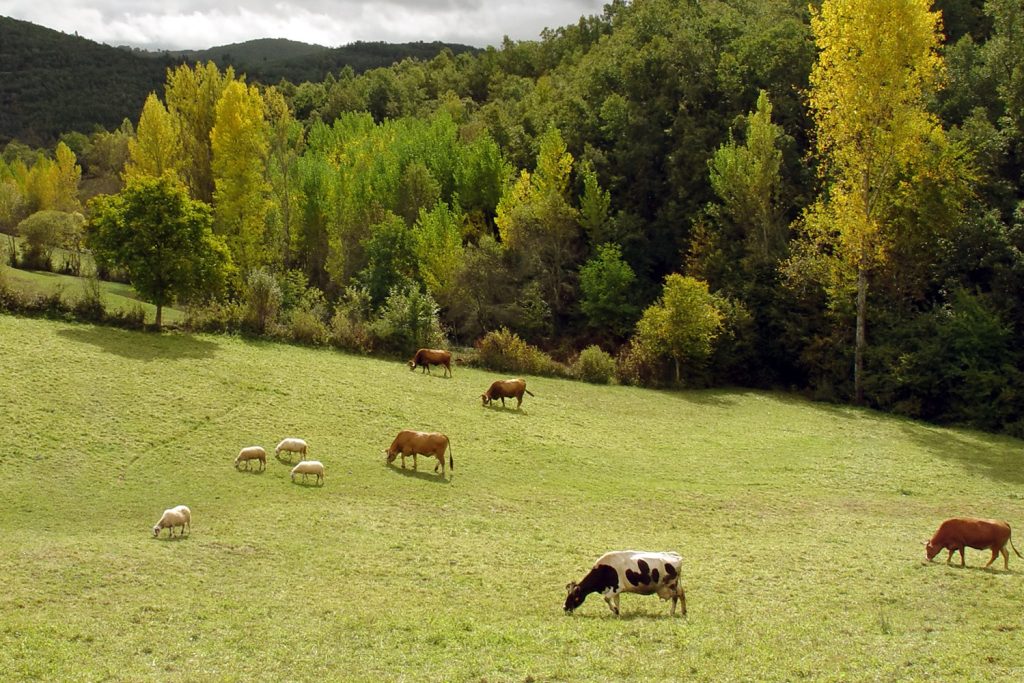 Agricultura e silvicultura regenerativa