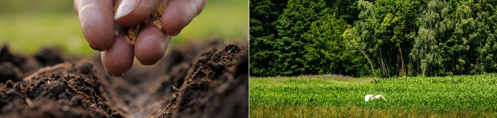Quais são os princípios orientadores da agricultura regenerativa?
