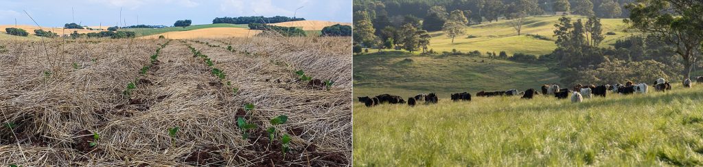 Quais são os princípios orientadores da agricultura regenerativa?